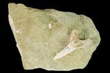 Fossil Mako Shark Tooth On Sandstone - Bakersfield, CA #144466-1